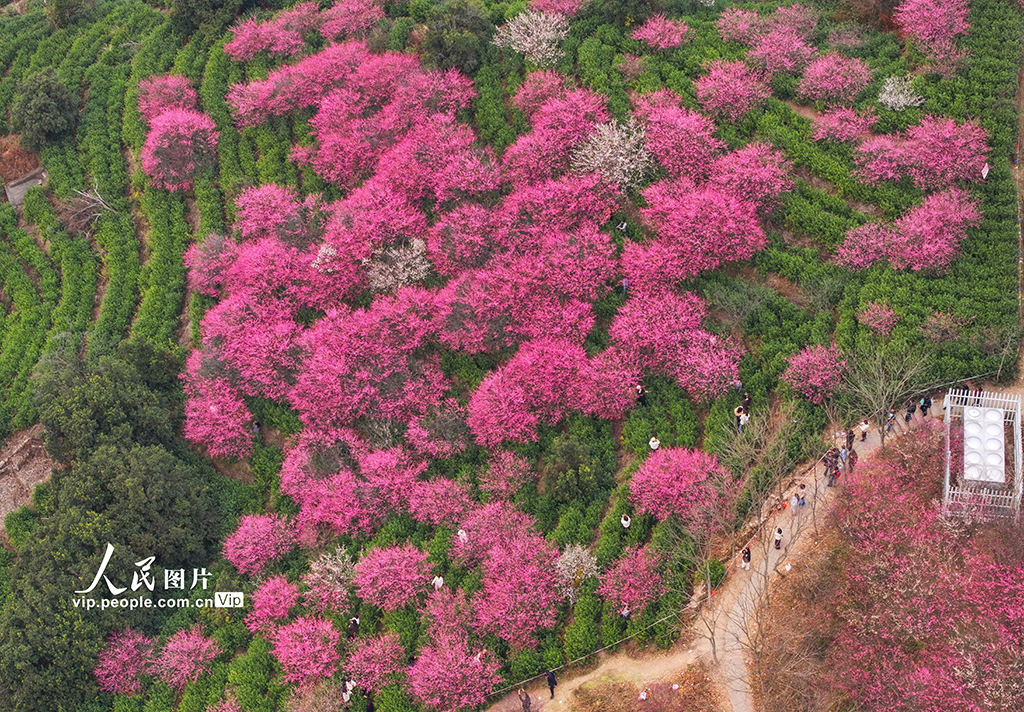 浙江永嘉：梅茶相映景致美【2】