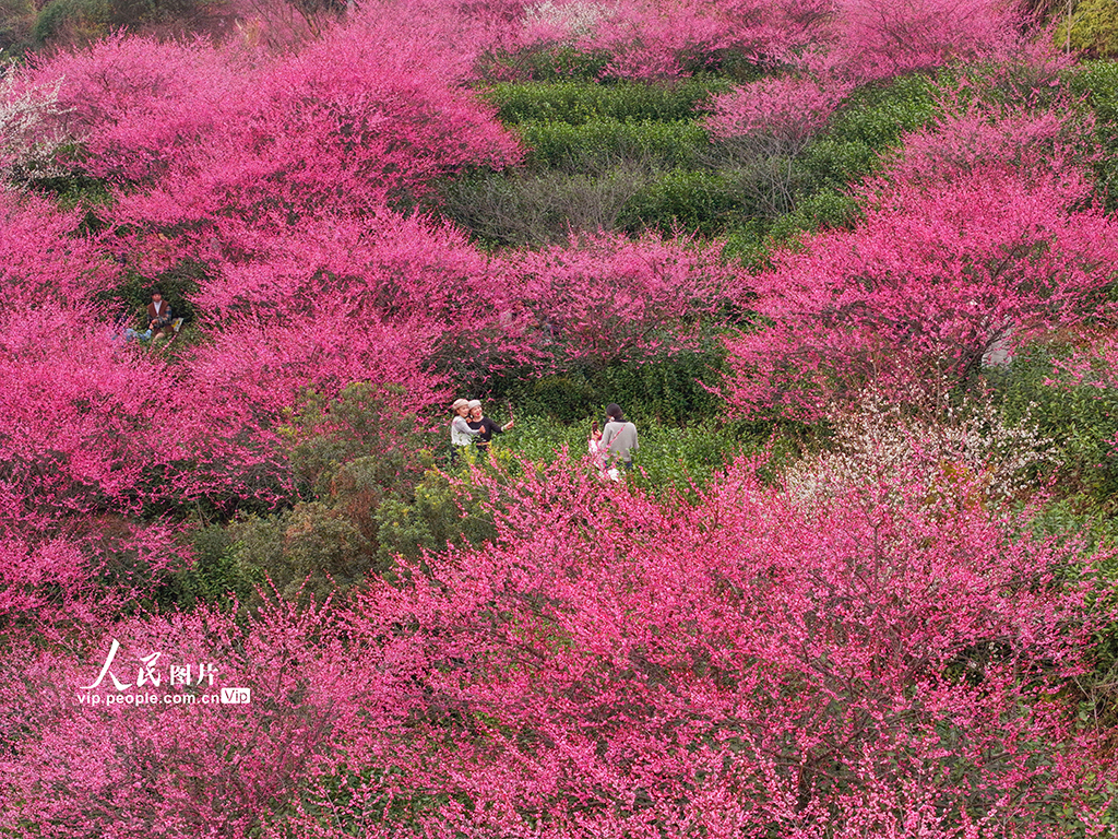 浙江永嘉：梅茶相映景致美【3】