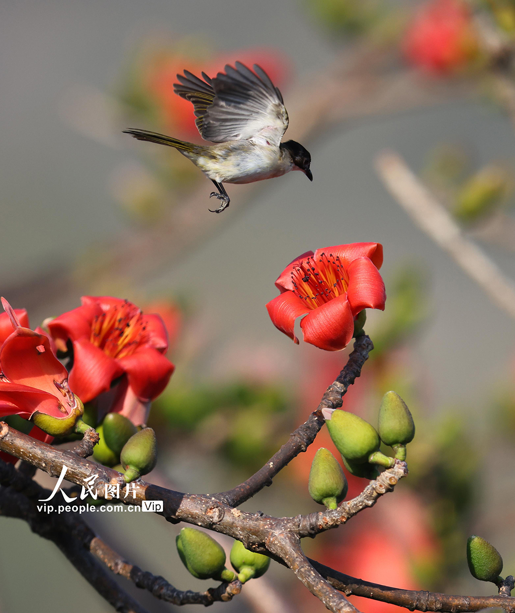 海南三亞：春暖花開【3】
