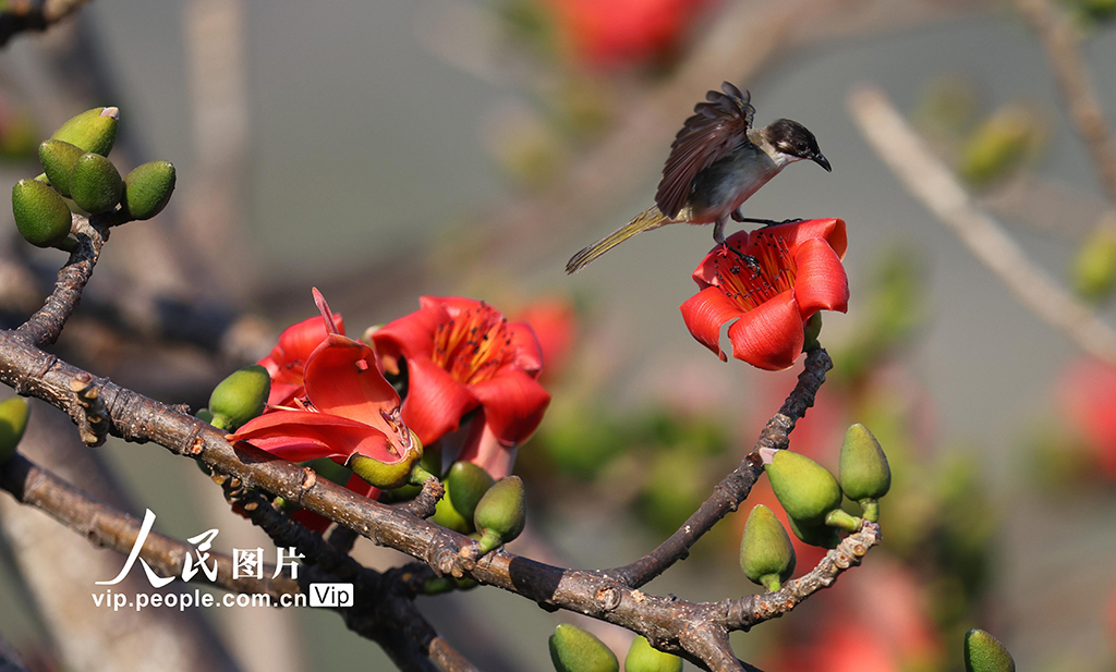 海南三亞：春暖花開