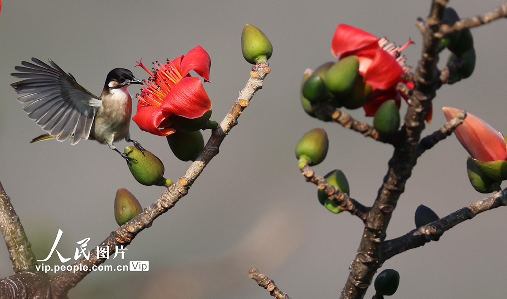 海南三亞：春暖花開【2】