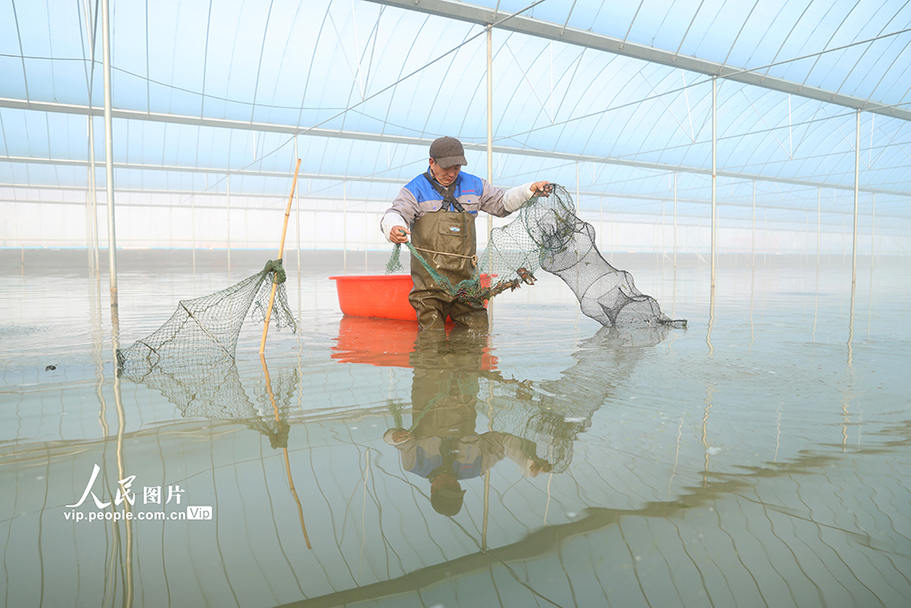 江蘇淮安：大棚小龍蝦上市