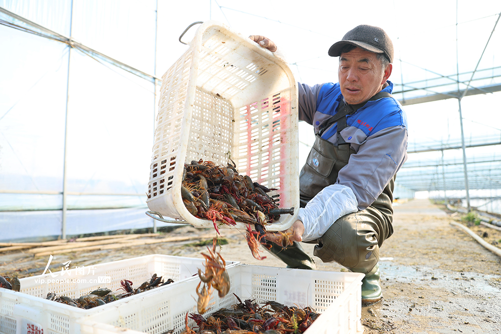 江蘇淮安：大棚小龍蝦上市【5】