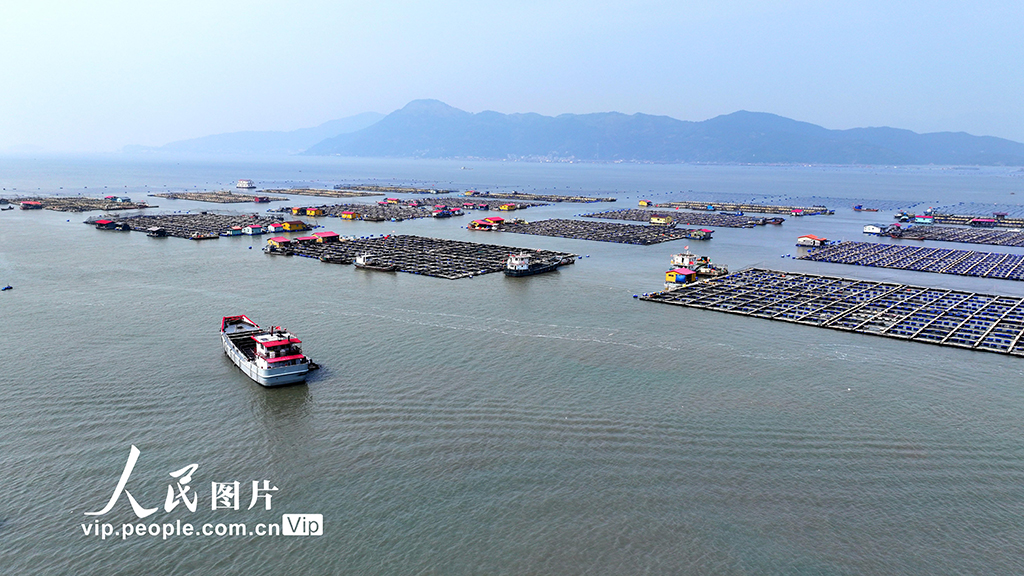 福建寧德：海上養殖基地【4】