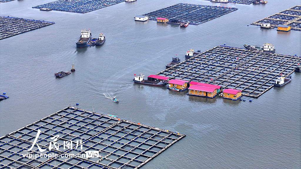 福建寧德：海上養殖基地【5】