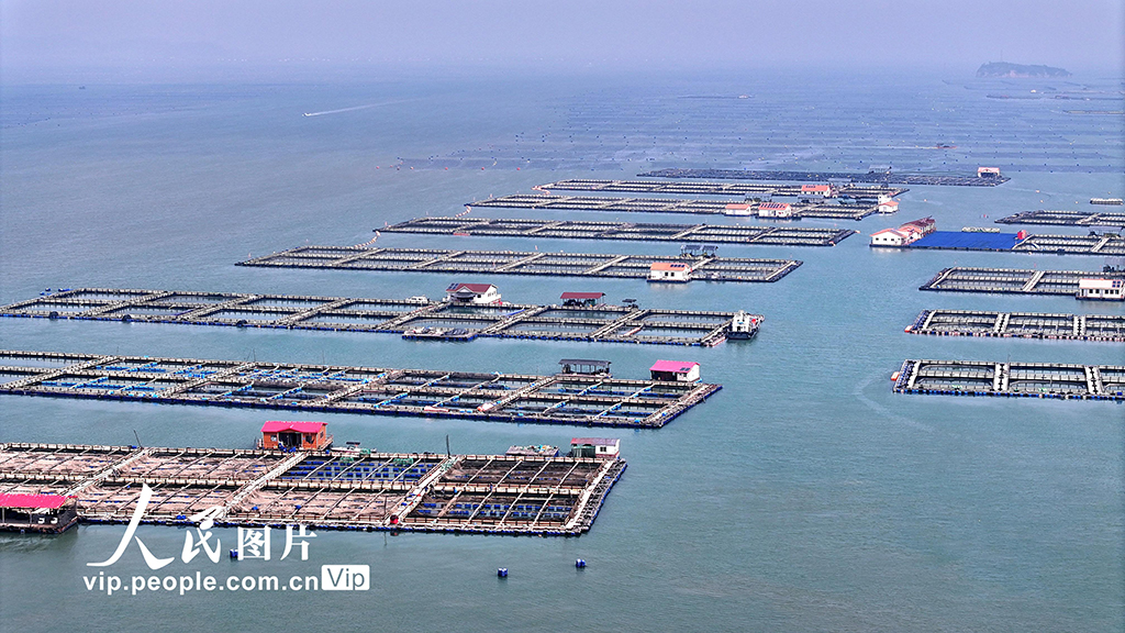 福建寧德：海上養殖基地【8】