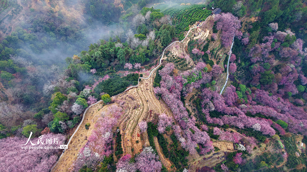 安徽歙縣：梅花綻放【3】