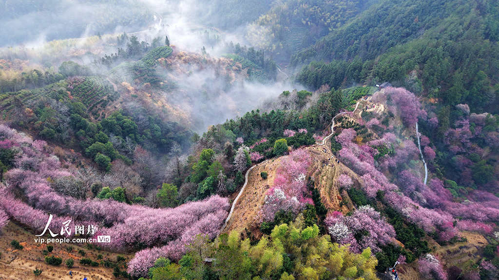 安徽歙縣：梅花綻放【4】