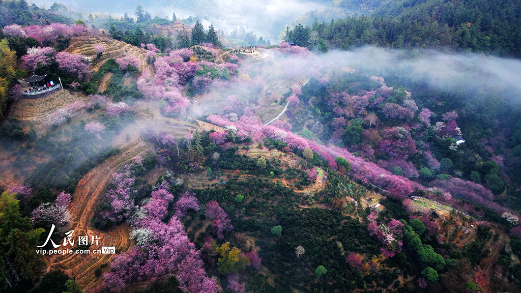 安徽歙縣：梅花綻放