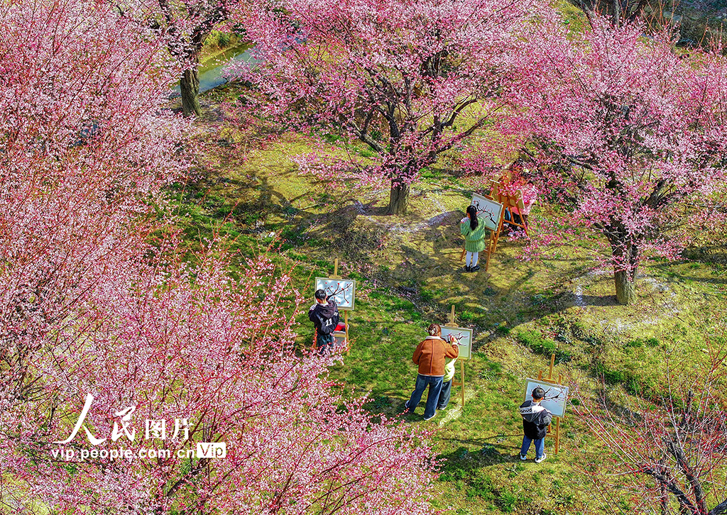 浙江長興：梅園寫生【4】