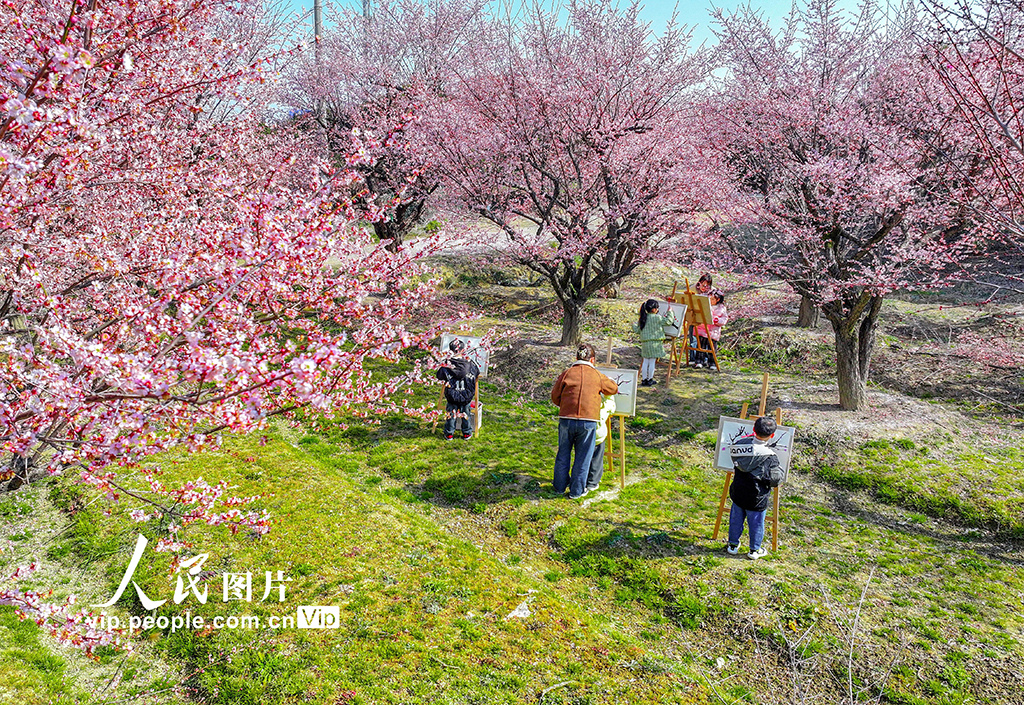 浙江長興：梅園寫生【5】
