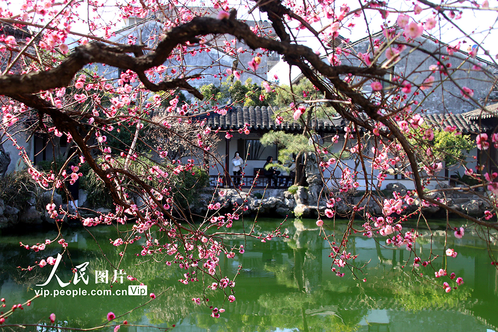 江蘇蘇州：梅花綻放春意濃【2】
