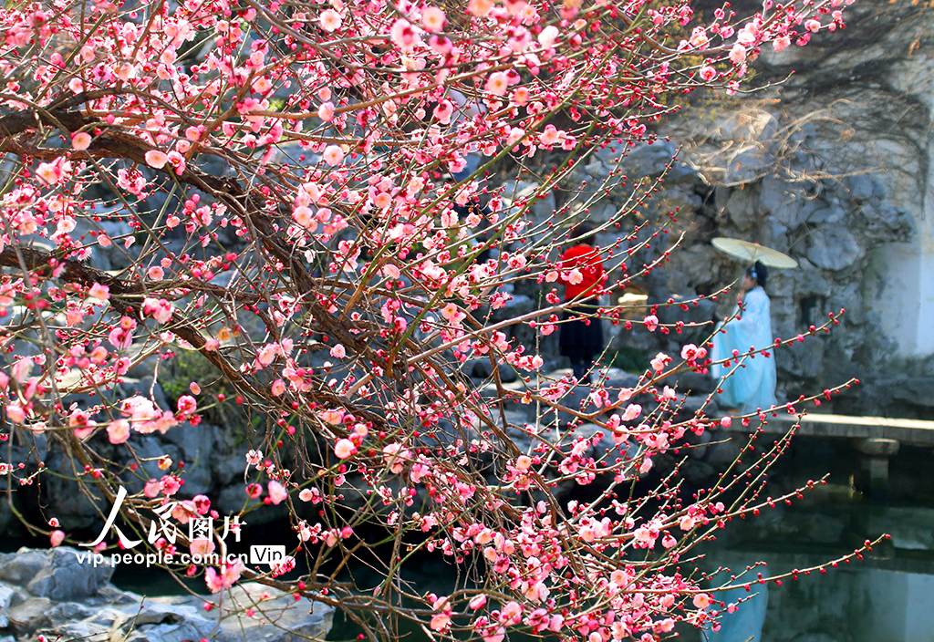 江蘇蘇州：梅花綻放春意濃