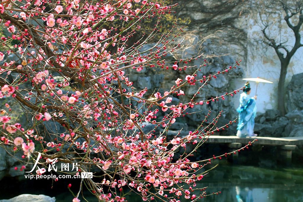 江蘇蘇州：梅花綻放春意濃【3】
