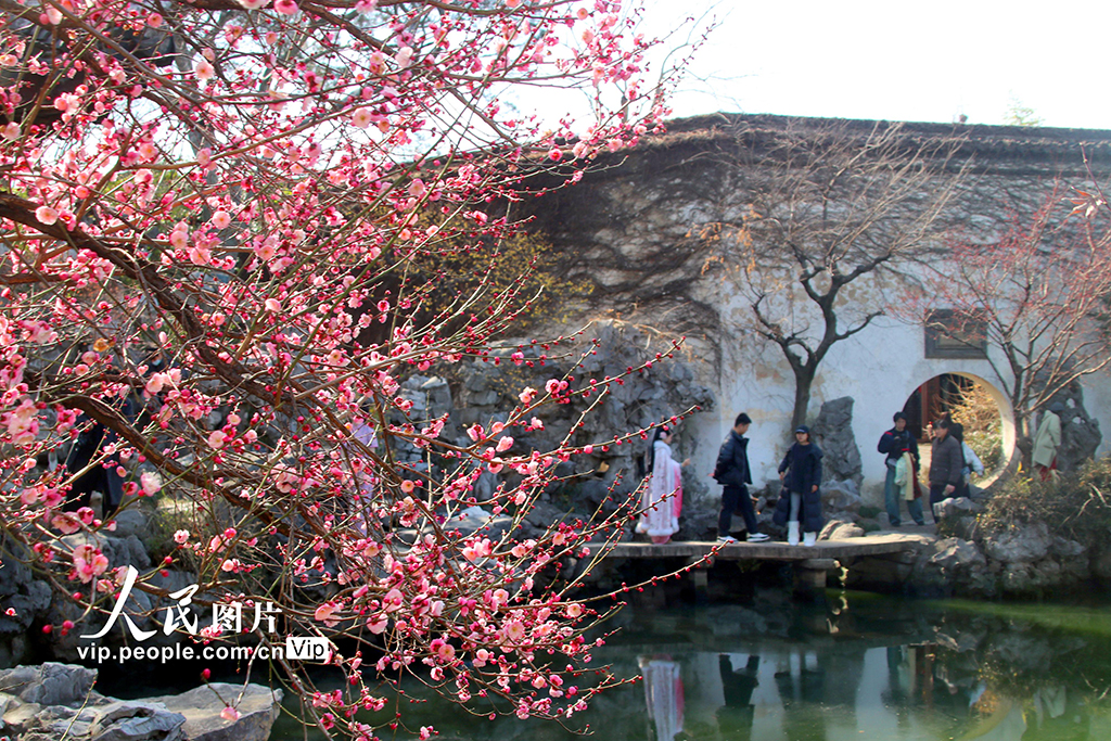 江蘇蘇州：梅花綻放春意濃【4】
