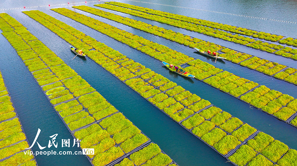 浙江淳安：雨水時節 湖上菜園春收忙