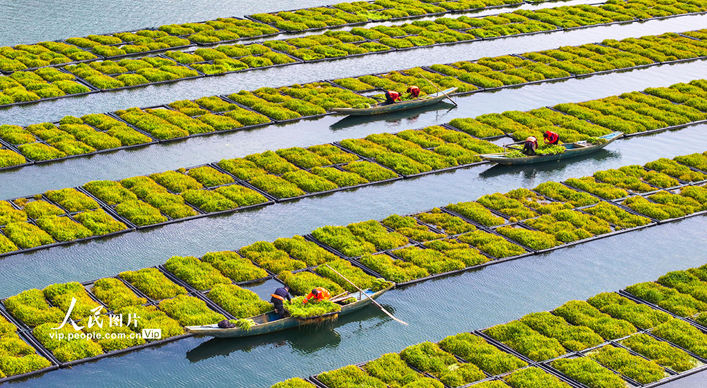 浙江淳安：雨水時節 湖上菜園春收忙【2】