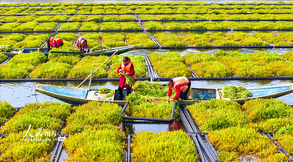 浙江淳安：雨水時節 湖上菜園春收忙【5】