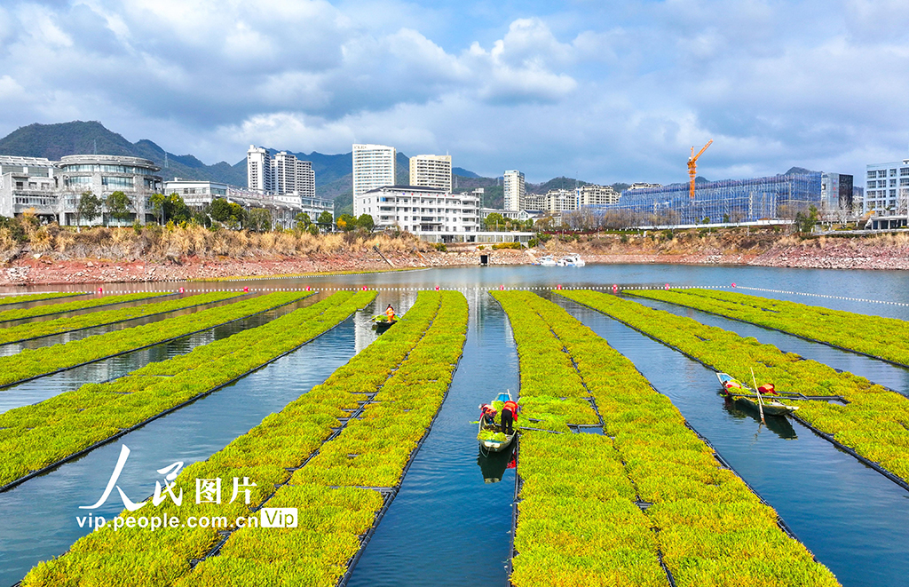 浙江淳安：雨水時節 湖上菜園春收忙【8】