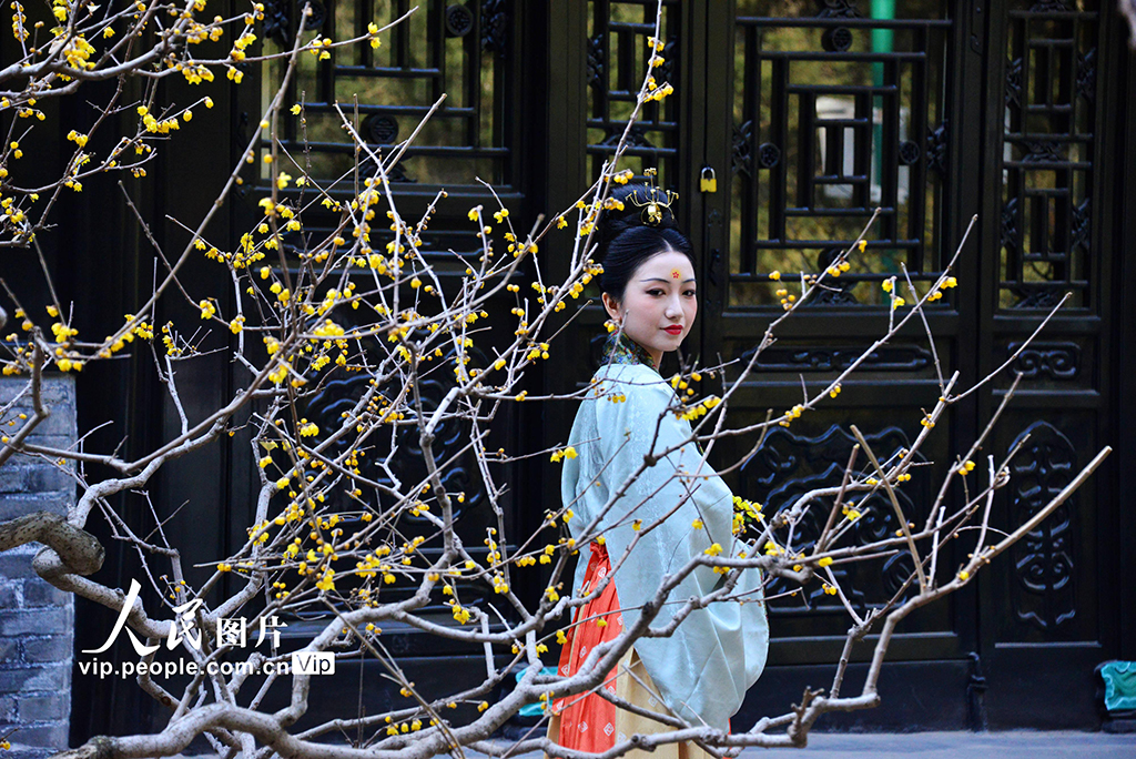 北京：頤和園蠟梅開