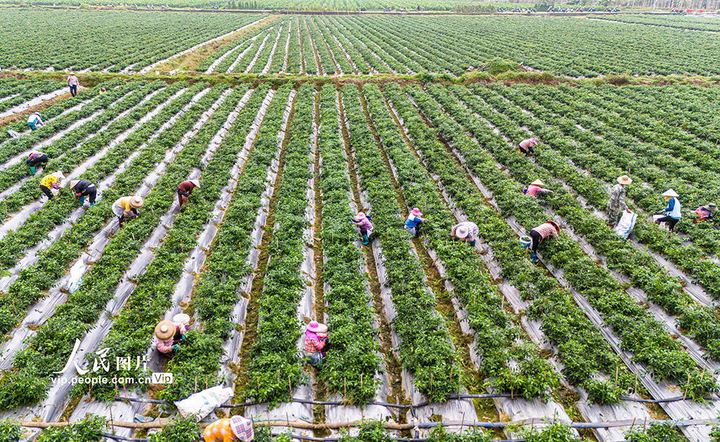 海南瓊海：采收辣椒