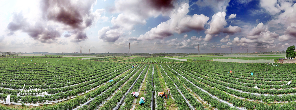 海南瓊海：采收辣椒【2】