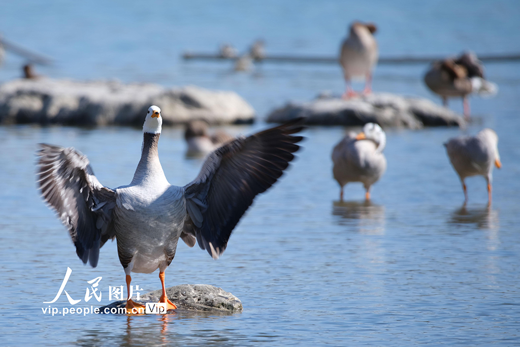 北京奧森公園飛來成群大雁【5】