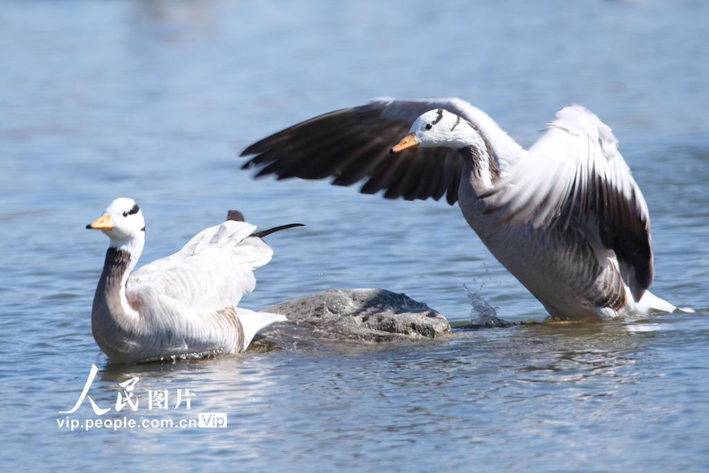 北京奧森公園飛來成群大雁【6】