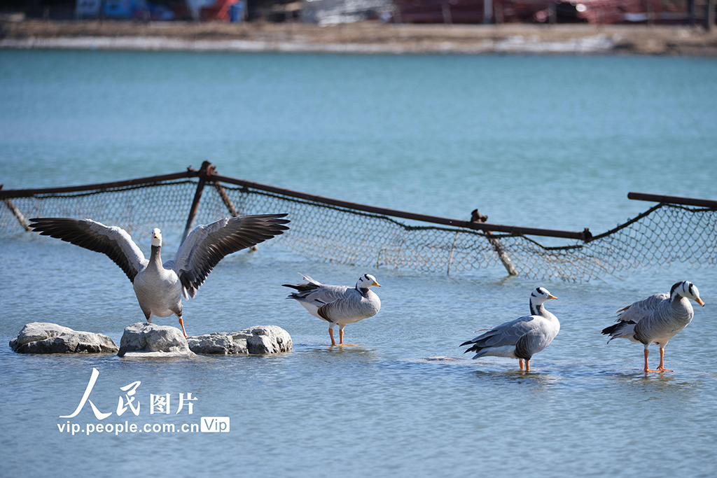 北京奧森公園飛來成群大雁【4】