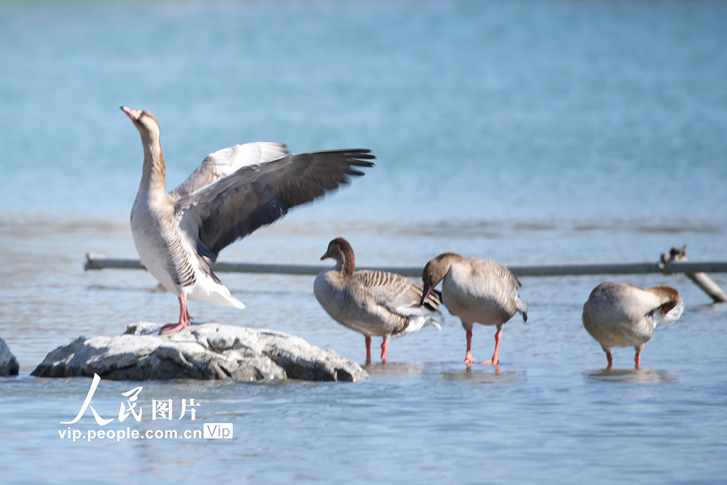 北京奧森公園飛來成群大雁【2】