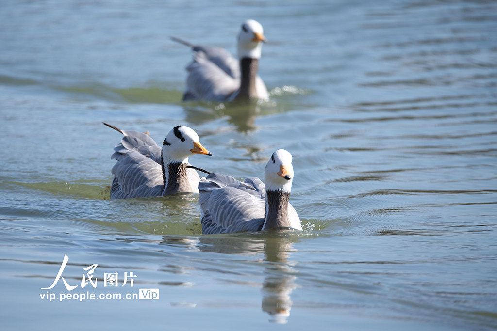 北京奧森公園飛來成群大雁
