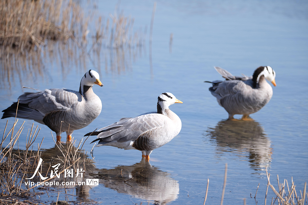 北京奧森公園飛來成群大雁【8】