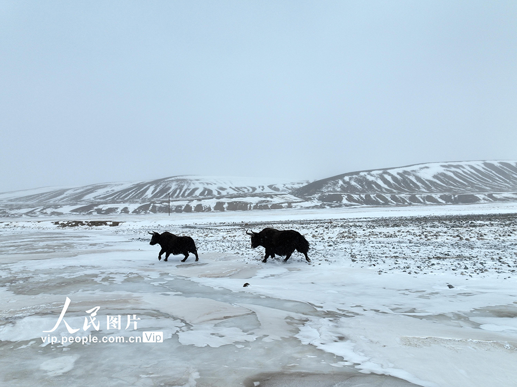 甘肅阿克塞：野生保護動物現身雪域高原【2】
