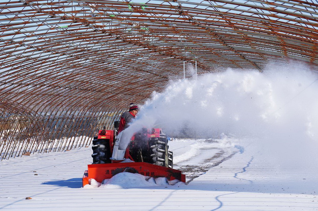 2月20日，在位于雙鴨山市的北大荒農業股份有限公司友誼分公司第五管理區水稻育秧基地，種植戶進行清雪作業。