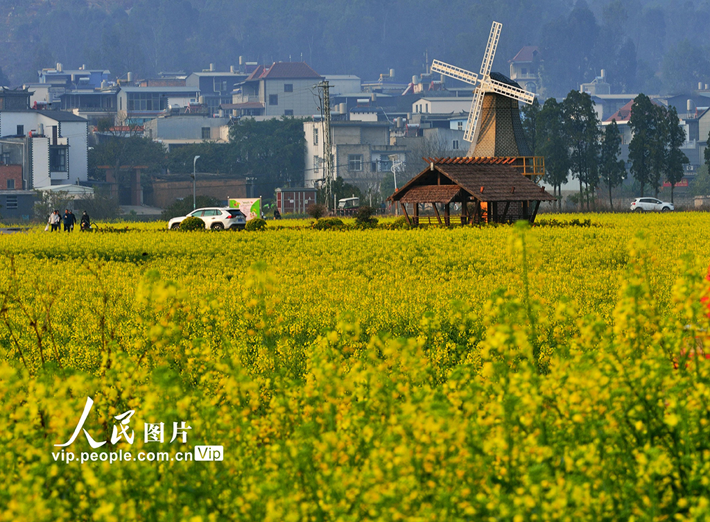 云南建水：油菜花開醉游人