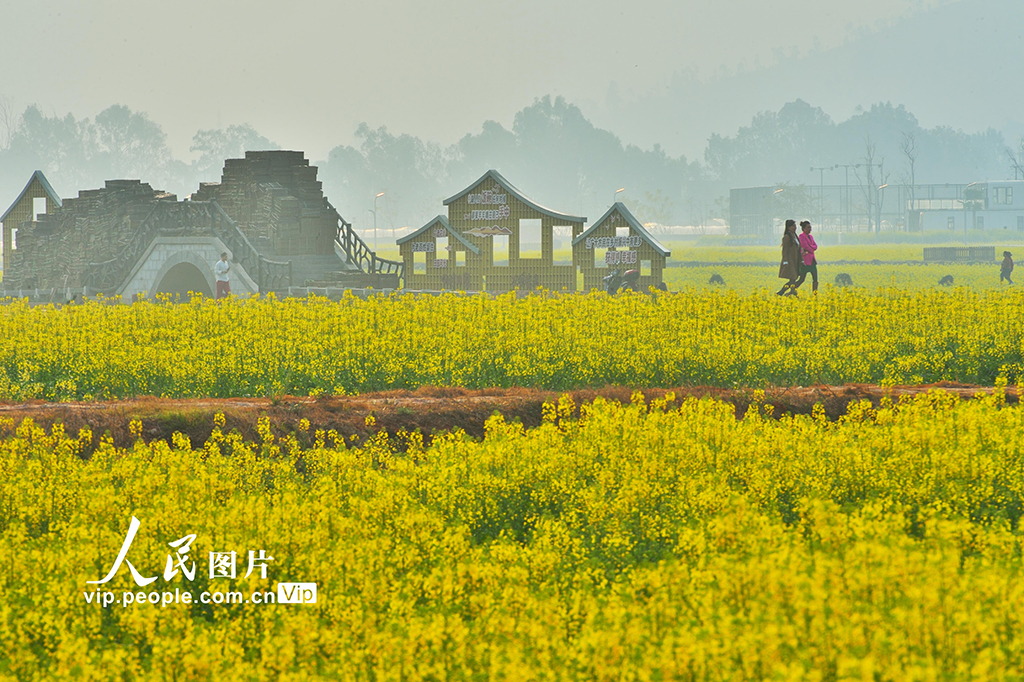云南建水：油菜花開醉游人【2】