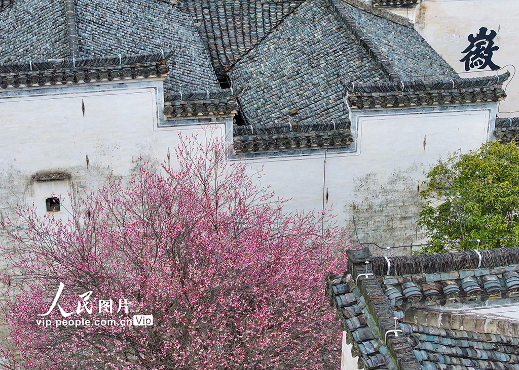 安徽黃山：梅花綻放春意濃【3】