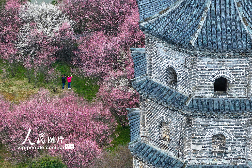 安徽黃山：梅花綻放春意濃