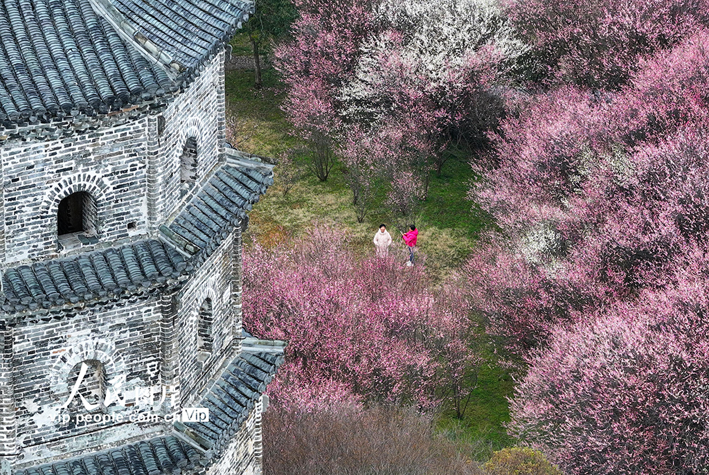 安徽黃山：梅花綻放春意濃【4】