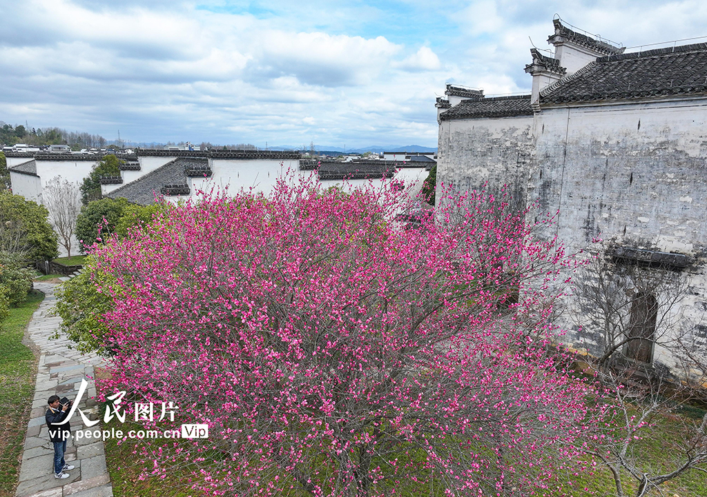 安徽黃山：梅花綻放春意濃【5】