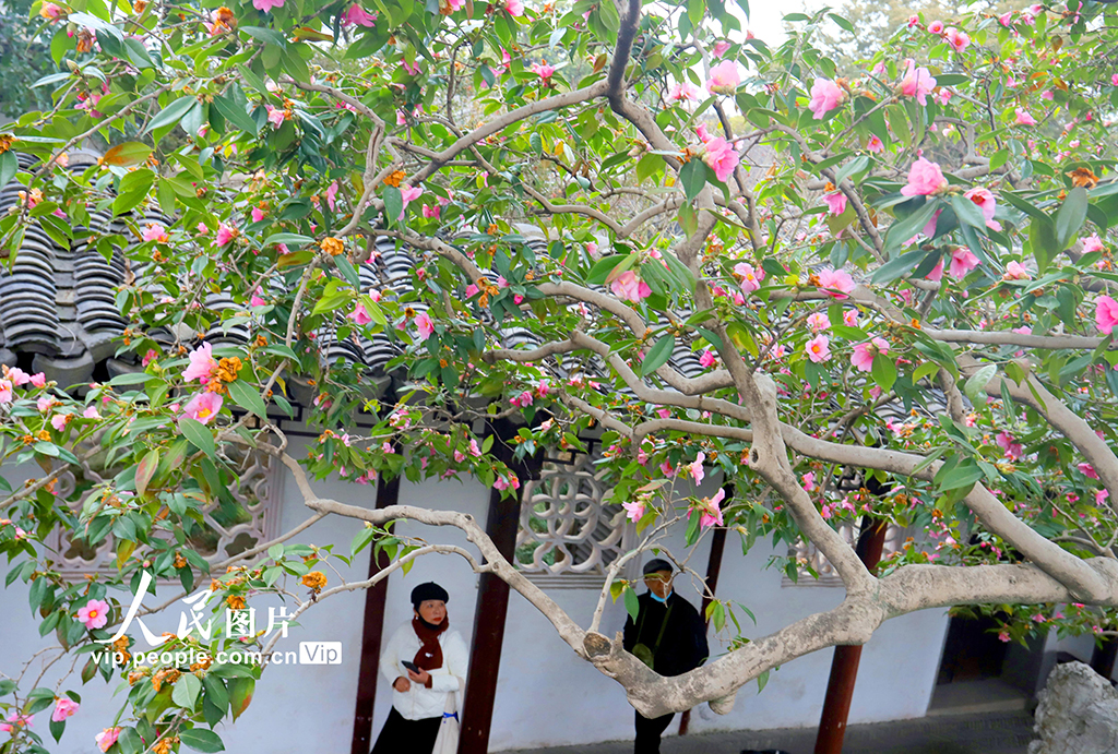 蘇州滄浪亭百歲樹齡山茶花綻放【4】