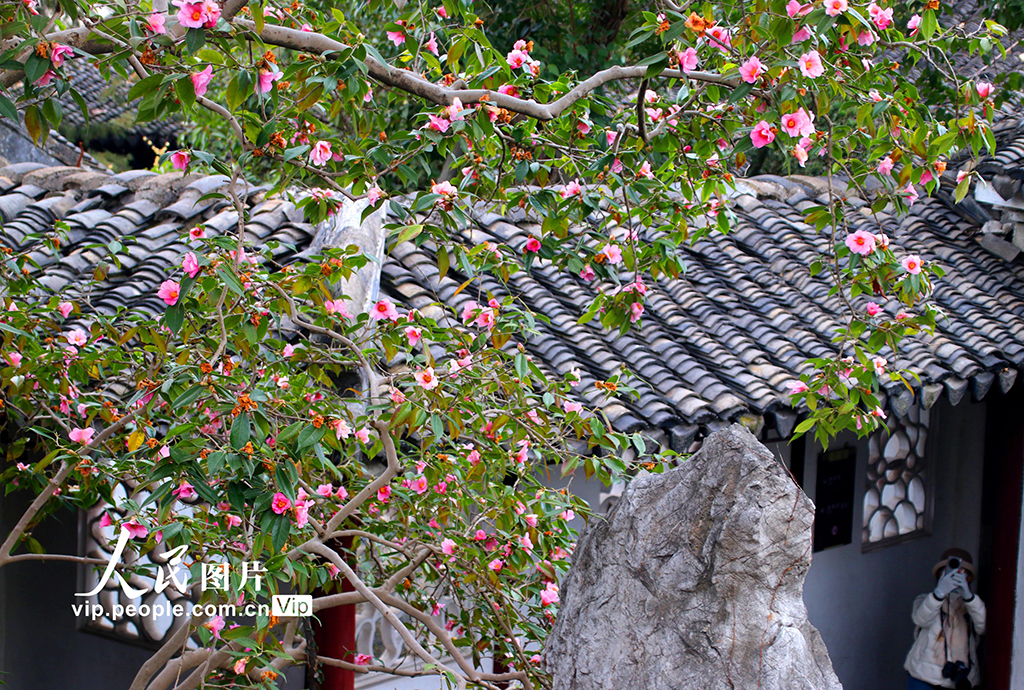 蘇州滄浪亭百歲樹齡山茶花綻放