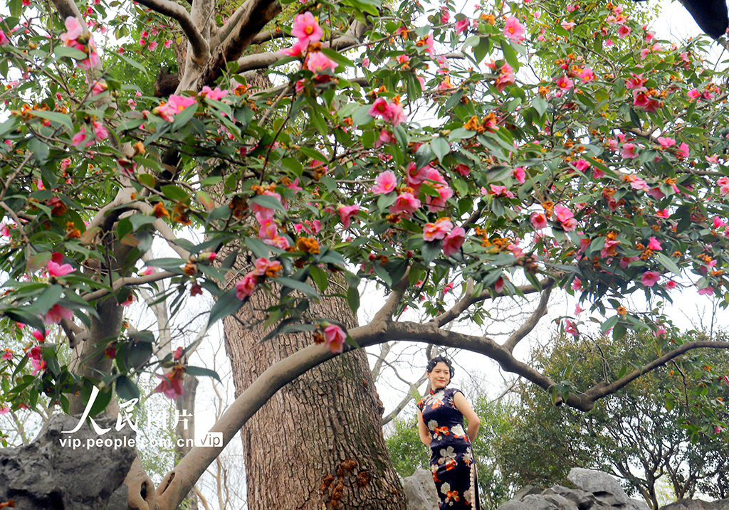 蘇州滄浪亭百歲樹齡山茶花綻放【3】