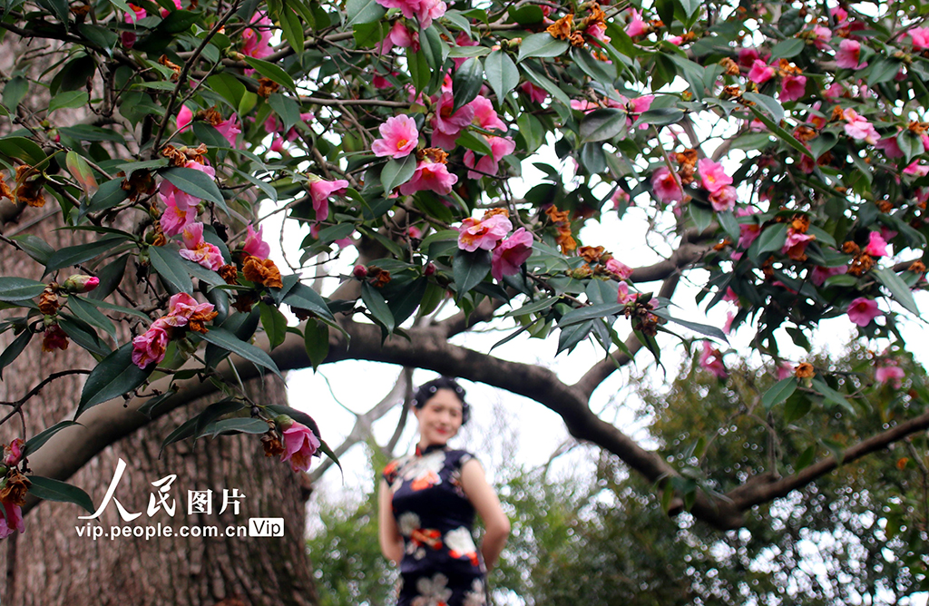 蘇州滄浪亭百歲樹齡山茶花綻放【2】