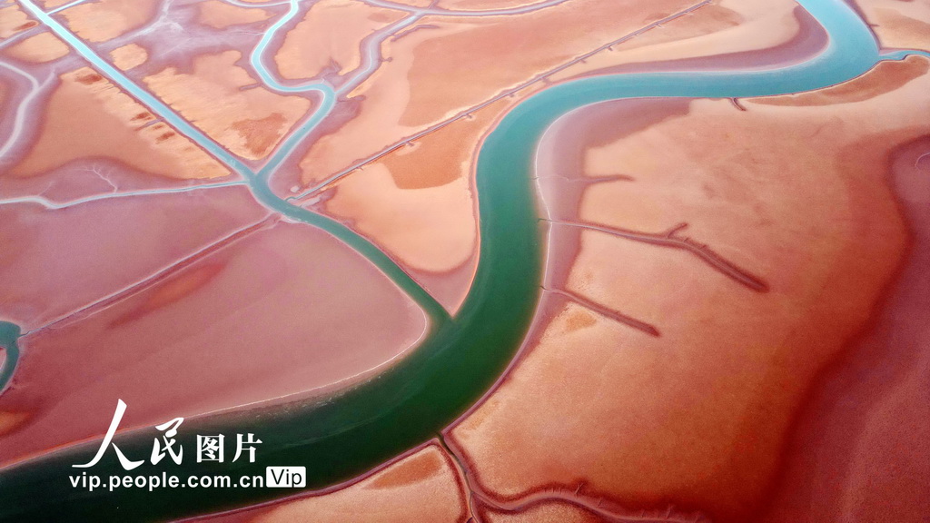 山東東營：春日“潮汐樹”【2】