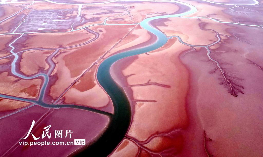 山東東營：春日“潮汐樹”【3】