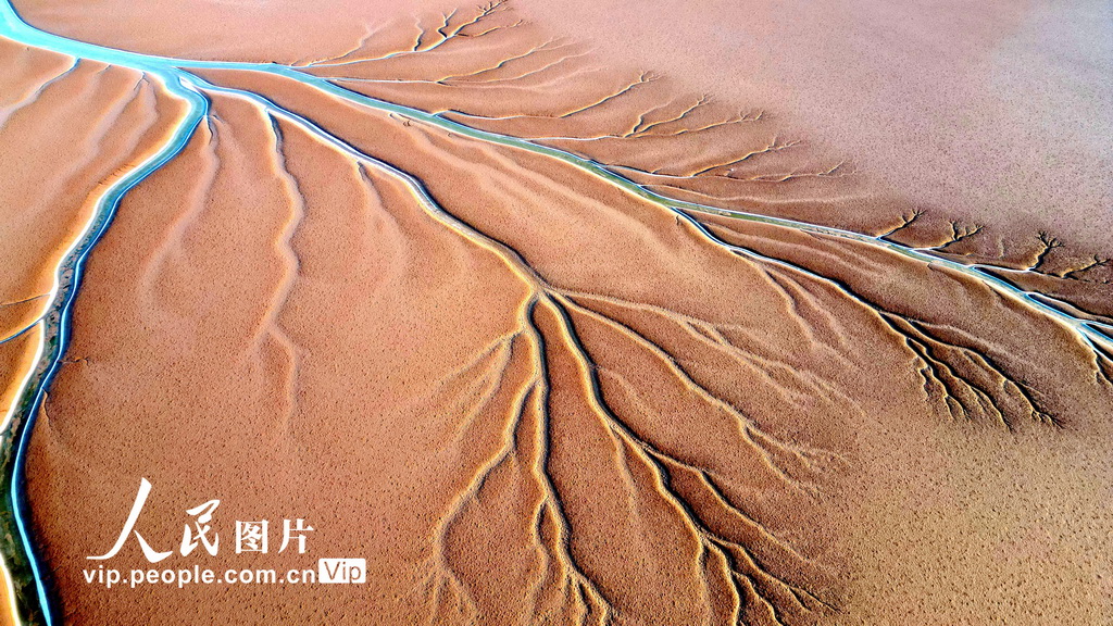 山東東營：春日“潮汐樹”【4】