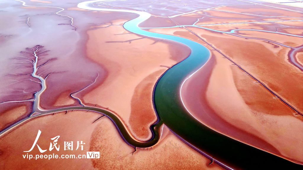 山東東營：春日“潮汐樹”【5】