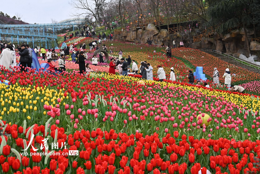 重慶：漫步花海享春光【2】