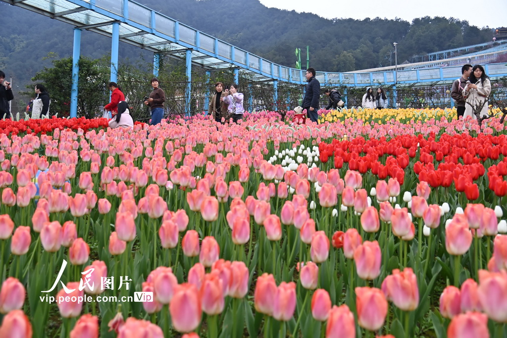 重慶：漫步花海享春光